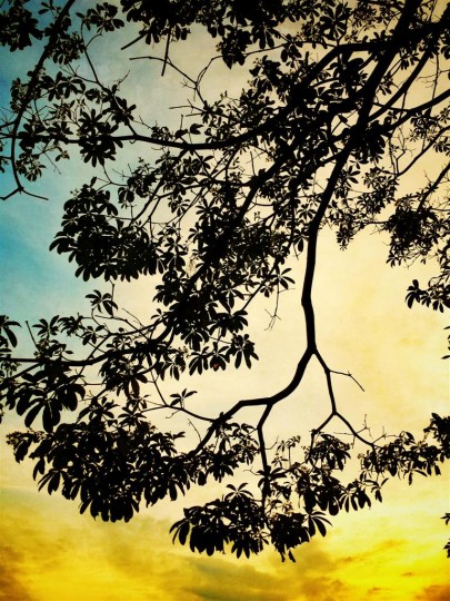 Trees
