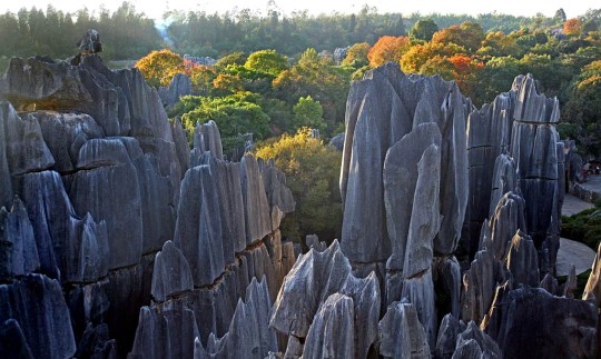 Stone forest