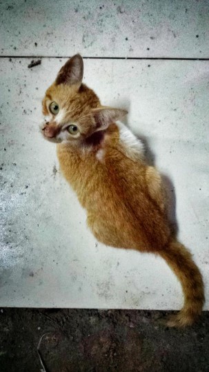 factorykitty