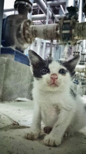factorykitty2